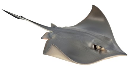 Isolated Stingray