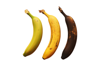 Three bananas in different stages of ripening isolated on transparent background