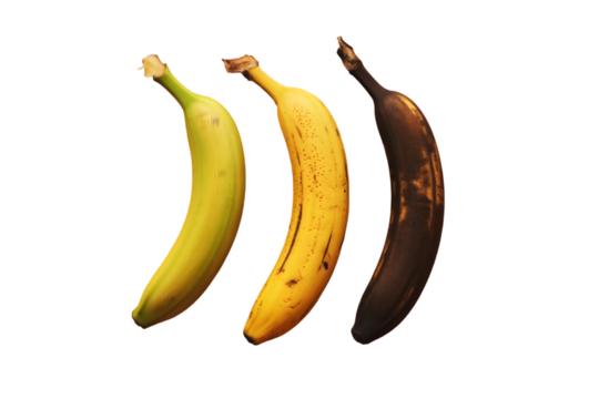 Three bananas in different stages of ripening isolated on transparent background
