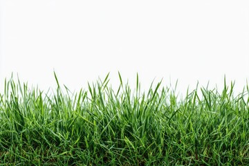 Fototapeta premium Close-up of fresh green grass