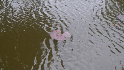 Surface of a pond with some lotus leaf