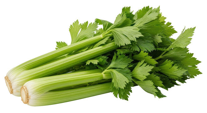 Isolated Bunch of Celery