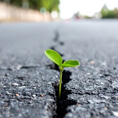 Tiny sprout emerging from crack in asphalt