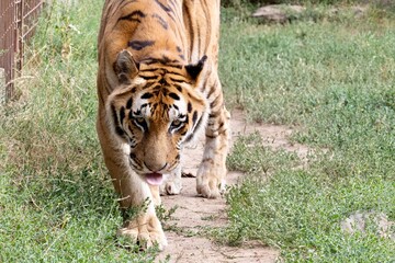 tiger walking towards me