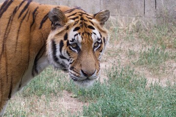 tiger in the zoo portrait