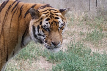 portrait of a tiger, closed eyes