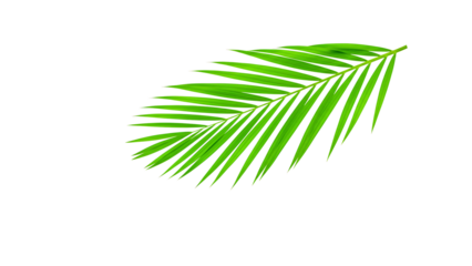 A single palm leaf isolated against a simple background, showcasing its vibrant green color and intricate texture transparent background