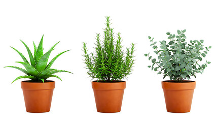 Obraz premium Three potted plants, showcasing aloe vera, rosemary, and eucalyptus, bringing freshness and life to the space transparent background