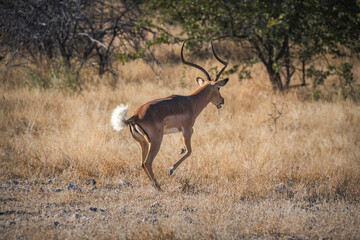 Impala jumping in the bushes of Etosha