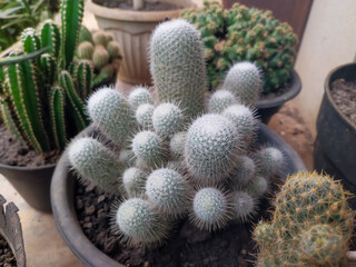 A close-up shot of a potted cactus with soft, silver-white spines, surrounded by other cacti