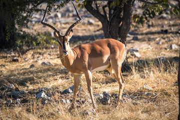 Close up view of an impala in Etosha national park