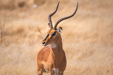 Portait of an impala in Etosha national park