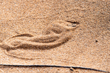 Bitis peringueyi snake hidding in the sand