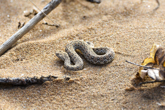 Close up view of a desert sidwinder sanke