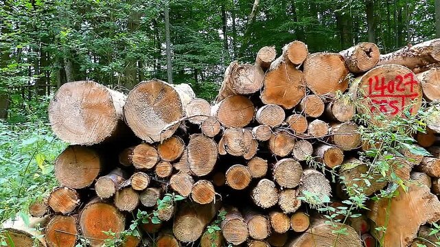 stack of firewood