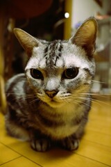 This house cat is thoughtful at night