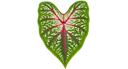 Isolated Caladium Leaf with Green White and Red Veins