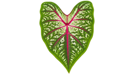 Isolated Caladium Leaf with Green White and Red Veins