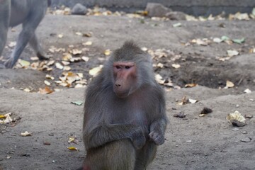 baboon sitting on the ground