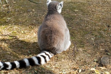 Naklejka premium ring tailed lemur's back