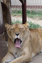 lioness resting, femele lion yawn