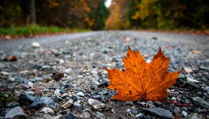 A solitary autumn leaf rests on a gravel road, bathed in the soft light of the woods.