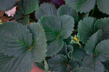 Strawberry Flower Turning Into Fruit – Macro Botanical Detail