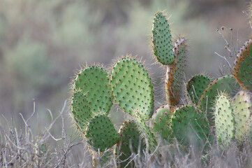 Thorny desert cactus with large pads