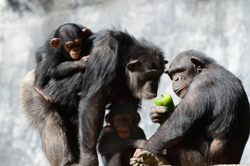 Adult Apes with thier young ones eating a pepper