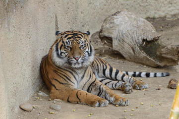 Tiger resting inside a closed in area against a wall