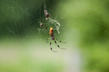 Large Woodland spider hanging on web
