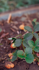 Strawberry Growing in Soil from home Garden – Early Ripening Stage