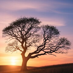 silhouette of tree in sunset