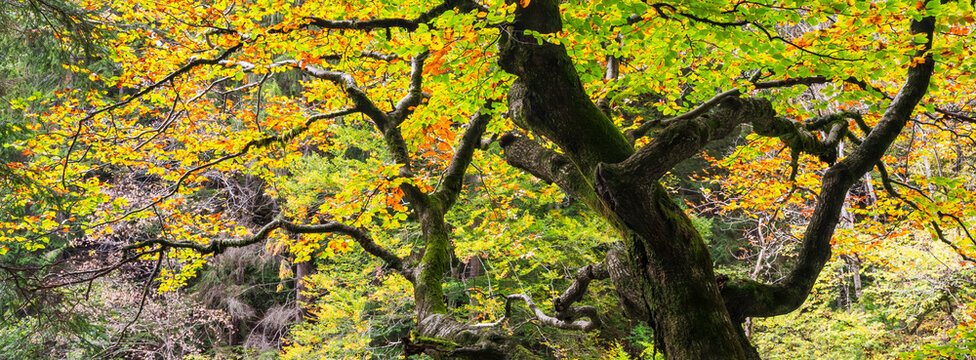 A low-angle shot of trees with green and yellow leaves, their trunks covered in moss. Slizza gorge, Julian Alps, Tarvisio, Italy
