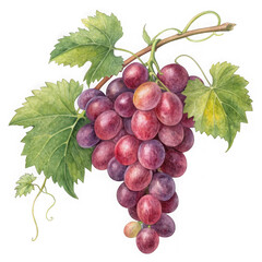 Fototapeta premium Vibrant cluster of red grapes on a vine with lush green leaves realistic rendering transparent background