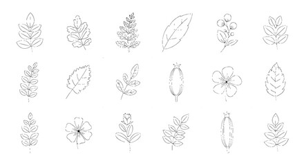 Line art of leaves and flowers, floral outline. Botanical illustration, natural, simple, decorative, design, organic, drawing, elegant, nature, plant, vector