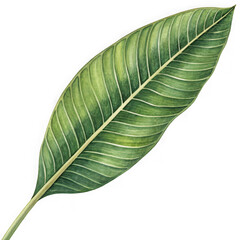 Close-up detailed watercolor painting of a vibrant green tropical leaf with prominent veins transparent background