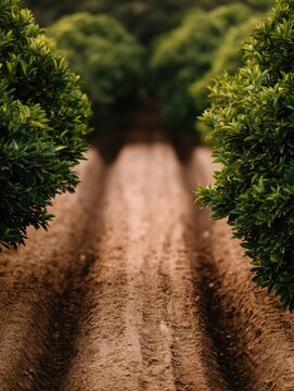 Scenic Tuscan landscape with vineyards, cypress trees and rolling hills. Authentic Italian countryside with wheat fields, olive trees and Mediterranean nature