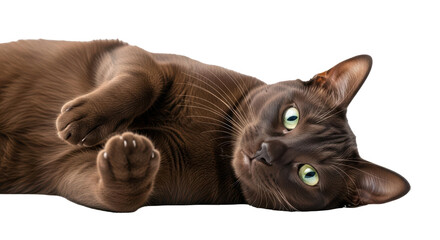 Isolated Brown Cat