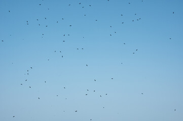 Lots of small flies on the window glass