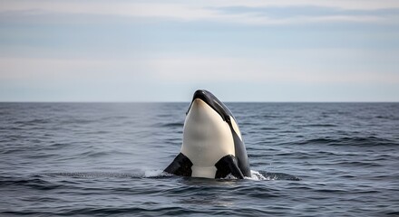 Fototapeta premium A majestic orca whale spyhopping in the open ocean, with its head and chest emerging from the water under a cloudy sky.