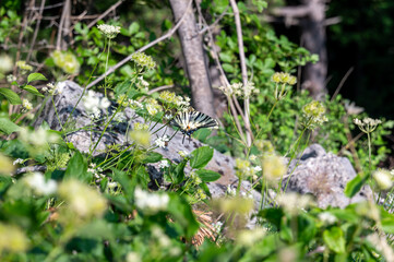 Beautiful butterfly (  Swallowtail  ) on a green meadow