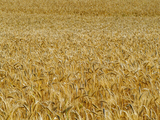 Campo de Tripo