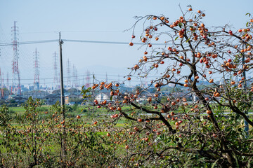 田園風景に実る柿の木