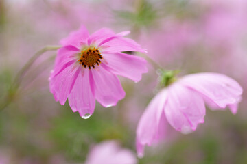 Fototapeta premium 秋の雨