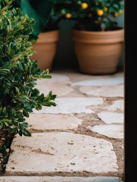 Close-up details of Tuscan nature with branches, leaves and plants. Rustic Mediterranean textures of grass, trees and vineyards in natural light