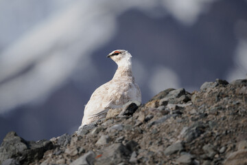 Ptarmigan