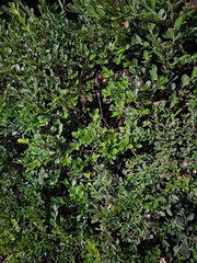 Fototapeta premium moss on a tree