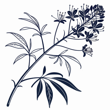 branch with cleome rutidosperma