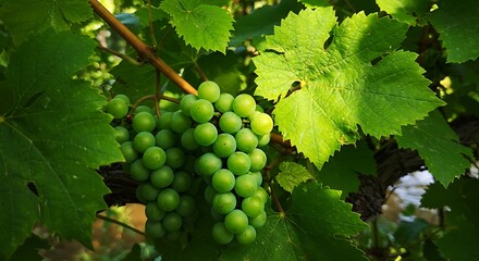 Fresh Green Grapes Growing on Vine in Sunlight.